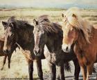 Три Исландские лошади